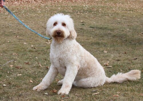 Big Rock Labradoodles Older Australian Labradoodle Available for Adoption. Beautiful Beatrice is 10 months old from our Famous Dogs Litter