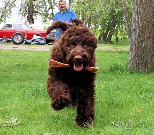Big Rock Labradoodles Famous Dogs Litter at 19 weeks - Balto