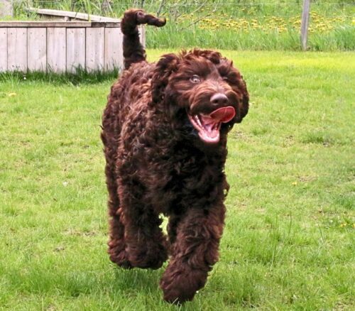 Big Rock Labradoodles Famous Dogs Litter at 19 weeks - Lady