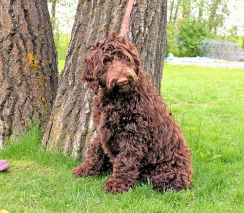 Big Rock Labradoodles Famous Dogs Litter at 19 weeks - Lassie