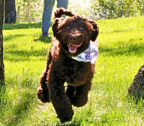 Big Rock Labradoodles Famous Dogs Litter at 19 weeks - Toto