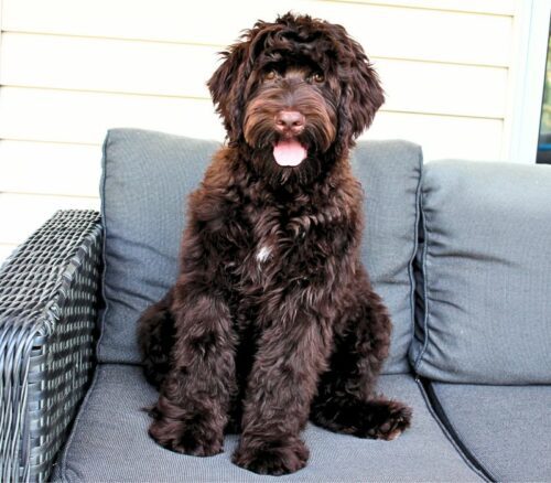 Big Rock Labradoodles Willie Nelson Favourites' and Friends Litter 4.5 months - Pancho