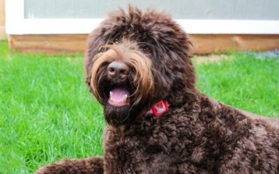 Australian Labradoodle - Big Rock North's Midnight Blue - Blue