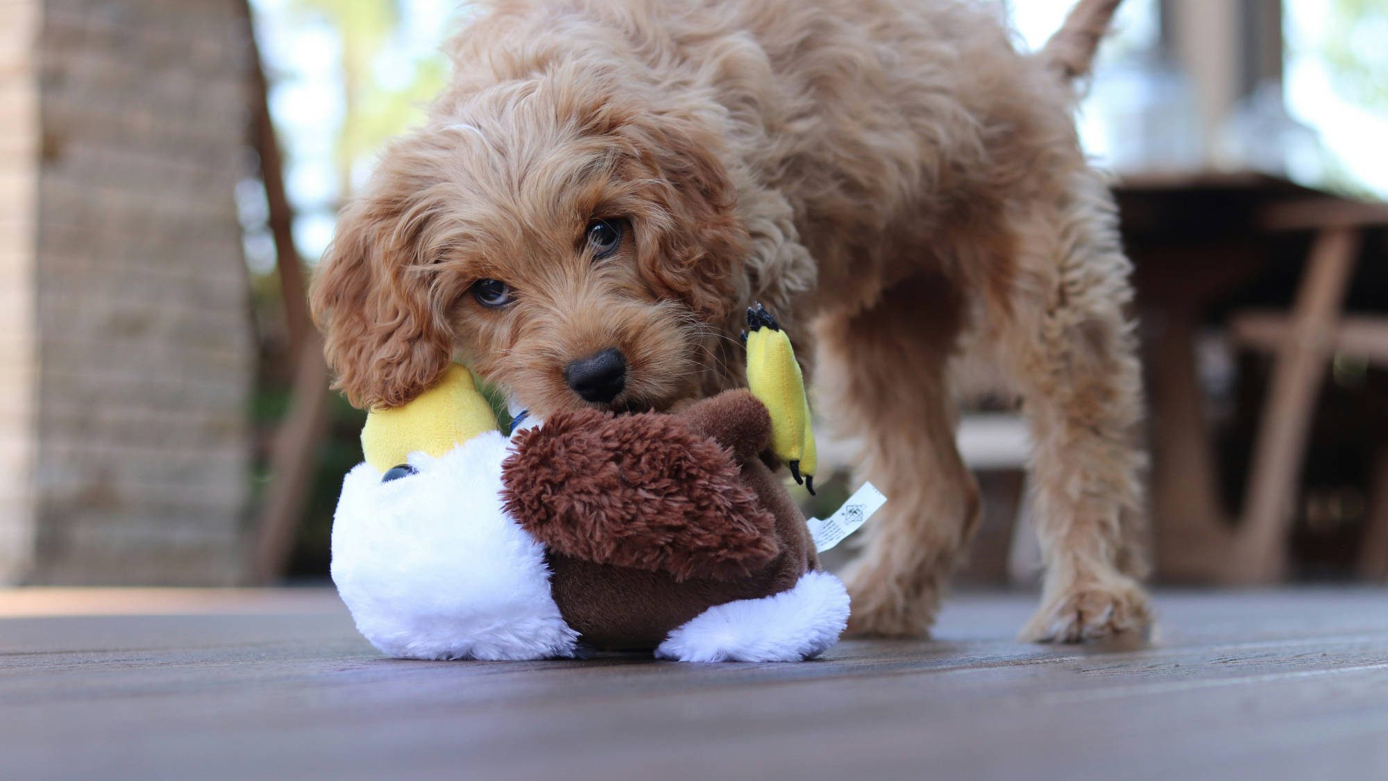 Navigating the World of Doodles — A Breeder’s Insights on Ethical Practices