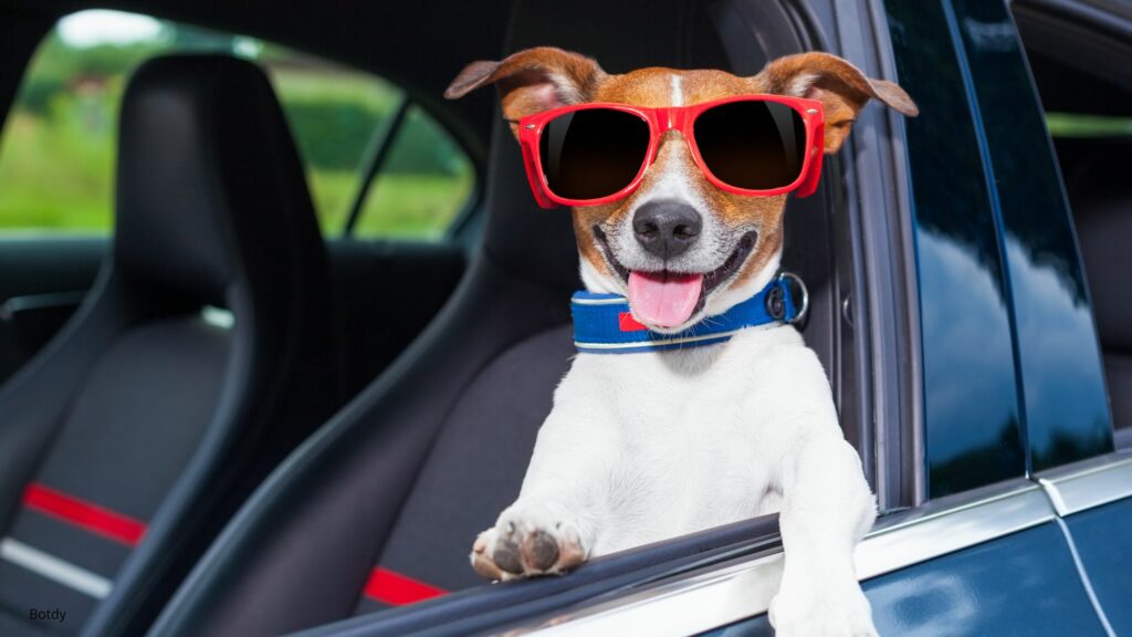 Cool dog hanging out car window with red sunglasses on