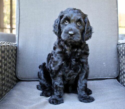 Big Rock Labradoodles Famous Twins Litter at seven weeks old. This is Lillian