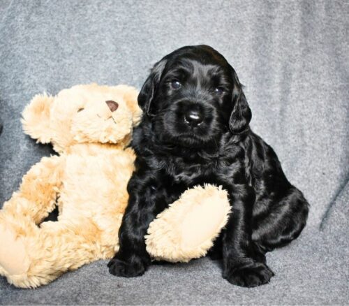 Big Rock Labradoodles Famous Twins Litter - Phillip at three weeks