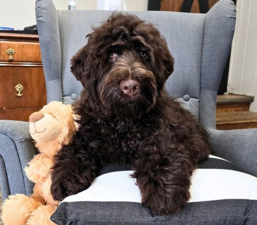 Big Rock Labradoodles Potato Chips Litter Hawkins at 5 months