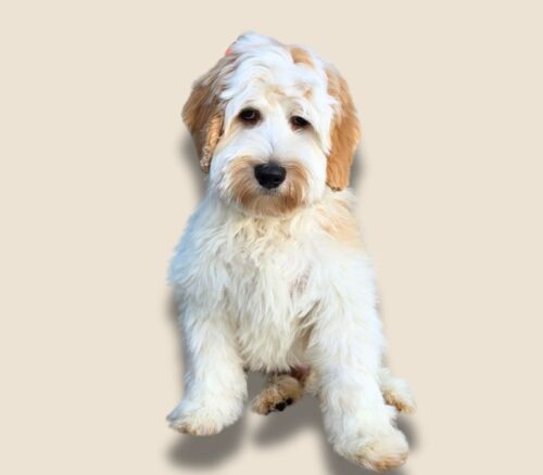 Big Rock Labradoodles Vine Ripened Rovers Litter at 15 weeks - San Marzano