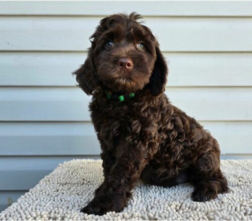 Big Rock Labradoodles Vine Ripened Rovers Litter Week 8- Beef Steak