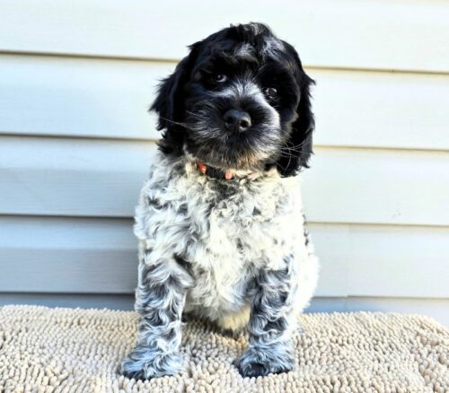 Big Rock Labradoodles Vine Ripened Rovers Litter Week 8- Campari