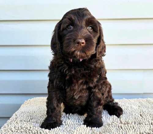 Big Rock Labradoodles Vine Ripened Rovers Litter Week 8- Cherry