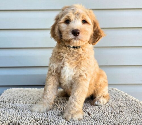 Big Rock Labradoodles Vine Ripened Rovers Litter Week 8- Grape