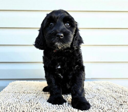 Big Rock Labradoodles Vine Ripened Rovers Litter Week 8- Heirloom