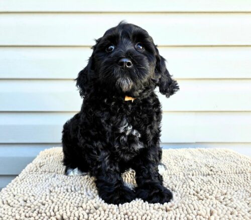 Big Rock Labradoodles Vine Ripened Rovers Litter Week 8 - Roma