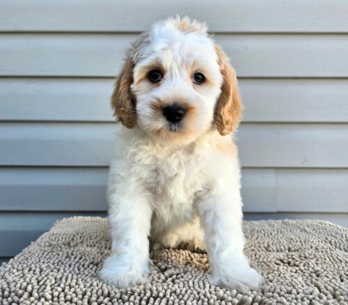 Big Rock Labradoodles Vine Ripened Rovers Litter Week 8- San Marzano