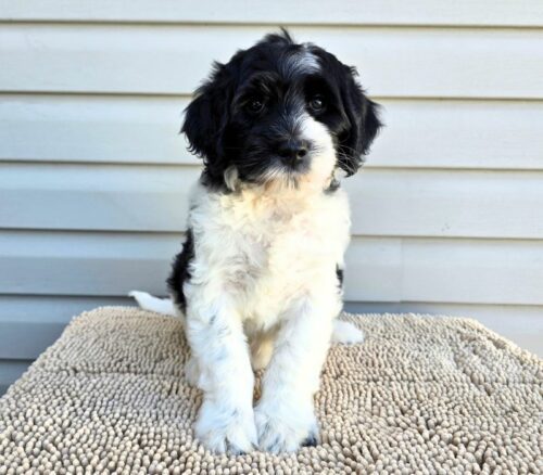 Big Rock Labradoodles Vine Ripened Rovers Litter Week 8- Santorini