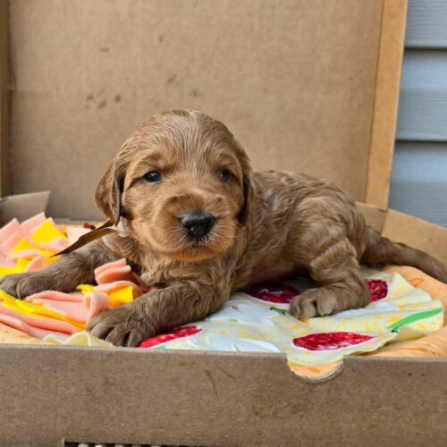 Big Rock Labradoodles Pizza Toppings Litter at two weeks old. This is Black Olive, a female