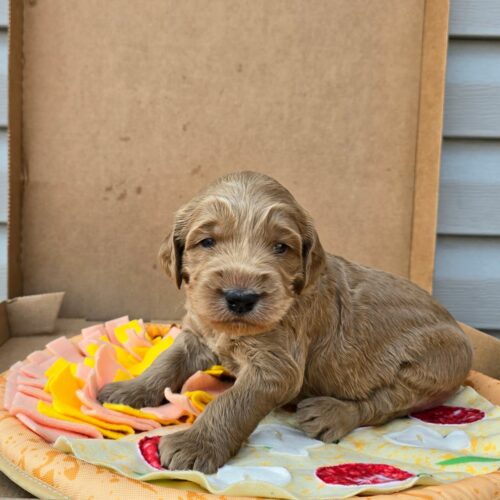 Big Rock Labradoodles Pizza Toppings Litter at two weeks old. This is Mushroom, a male