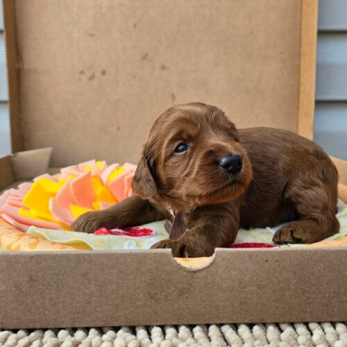 Big Rock Labradoodles Pizza Toppings Litter at three weeks old. This is Pepperoni, a female