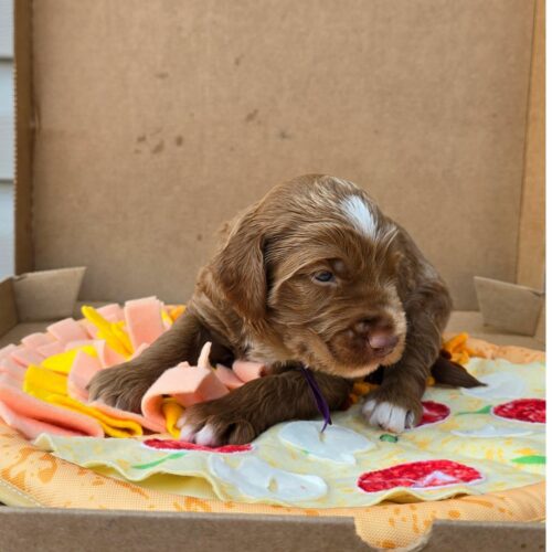 Big Rock Labradoodles Pizza Toppings Litter at two weeks old. This is Sausage, a Male