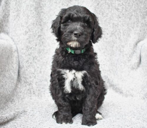 Big Rock Labradoodles Hundred Acre Wood Litter at Week 7 - Eeyore