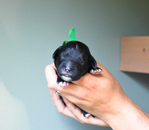 Big Rock Labradoodles Hundred Acre Wood Litter at one week old. This is Eeyore