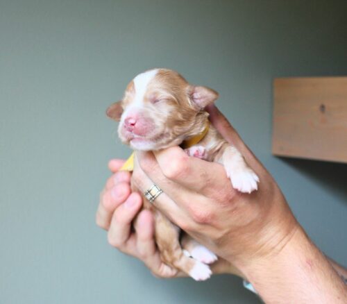 Big Rock Labradoodles Hundred Acre Wood Litter at one week old. This is Kessie