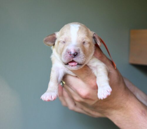 Big Rock Labradoodles Hundred Acre Wood Litter at one week old. This is Madeline Robin