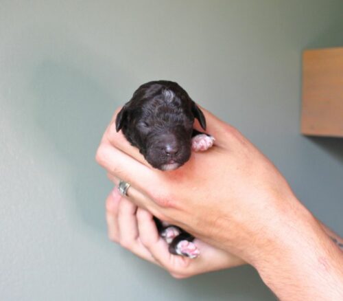 Big Rock Labradoodles Hundred Acre Wood Litter at one week old. This is Piglet