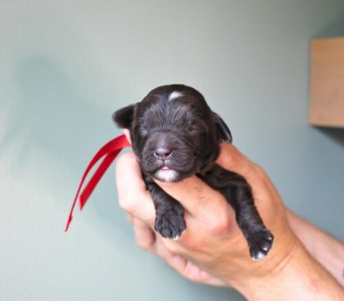 Big Rock Labradoodles Hundred Acre Wood Litter at one week old. This is Rabbit