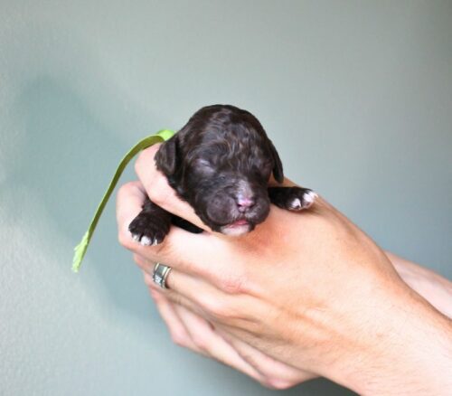 Big Rock Labradoodles Hundred Acre Wood Litter at one week old. This is Roo