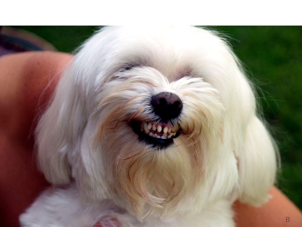 Dog with an Appeasement Grin