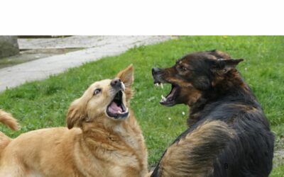Managing Dog-to-Dog Reactivity for Calm and Relaxed Encounters