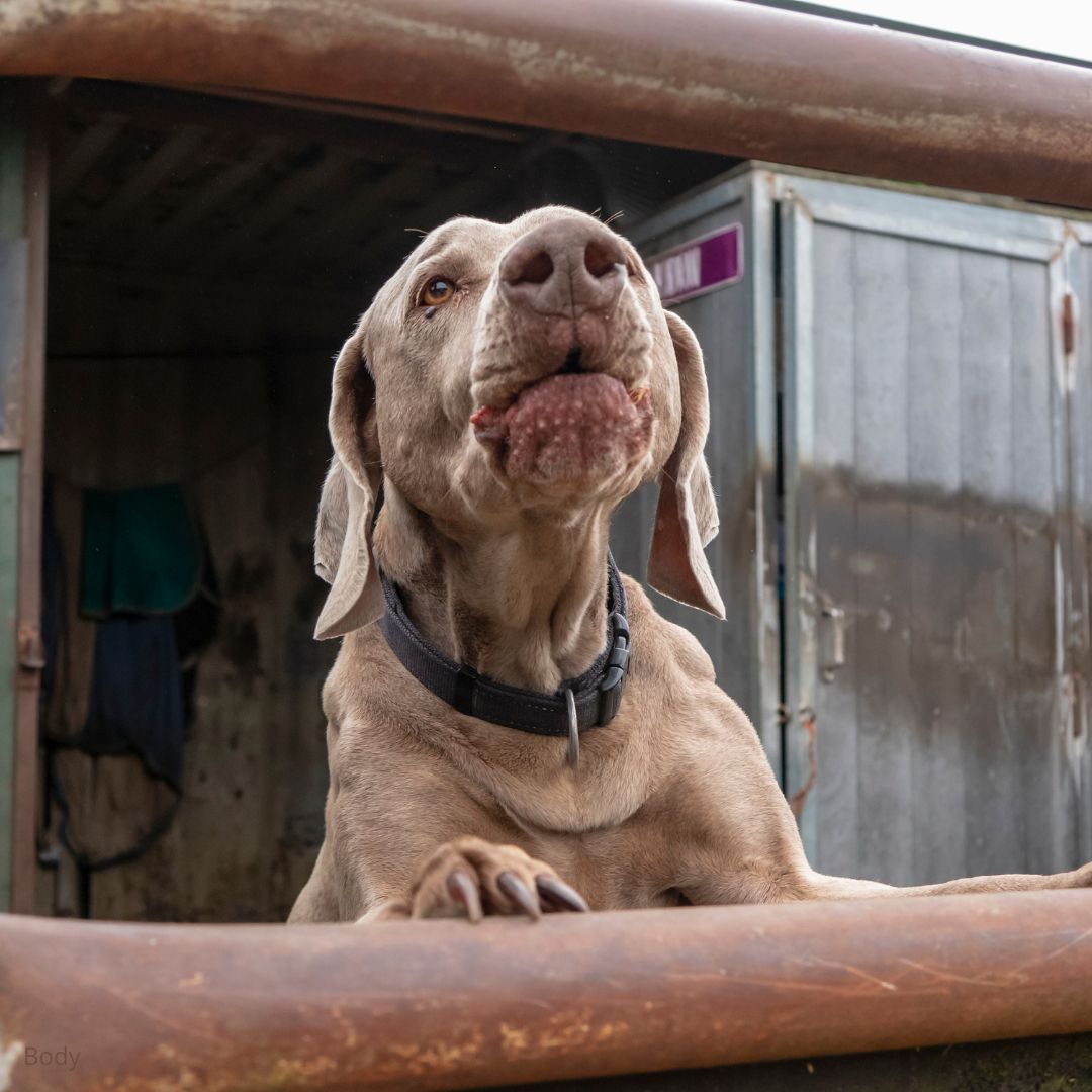 How to Stop Your Dog From Barking – A Guide for a Quieter Home